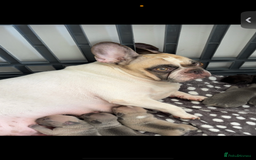 French Bulldog dogs for sale: Pedigree Puppies ❤️ - Image 11