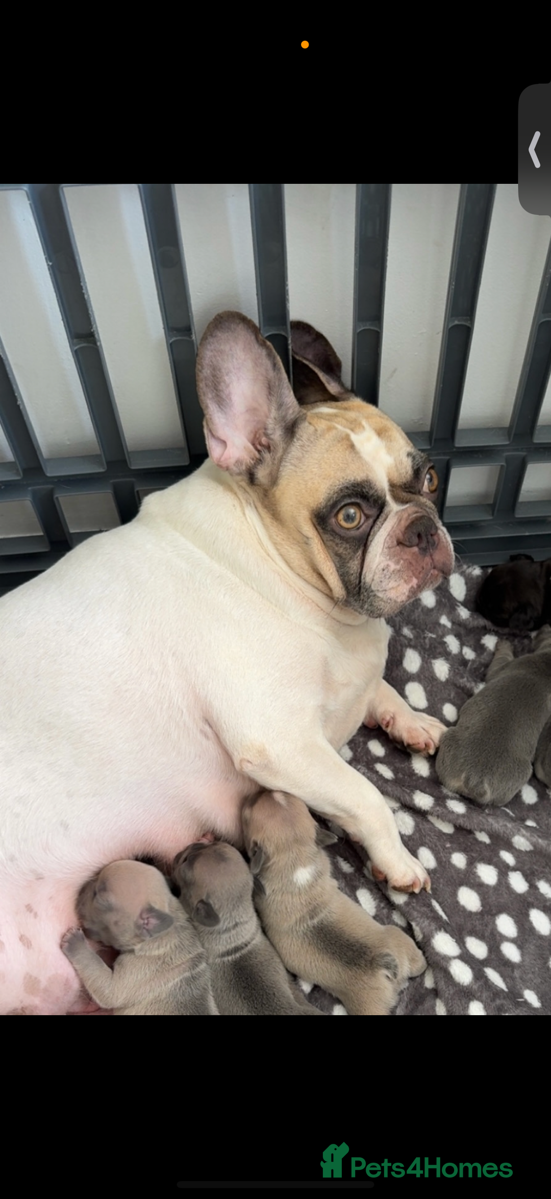 French Bulldog dogs for sale: Pedigree Puppies ❤️ - Image 11