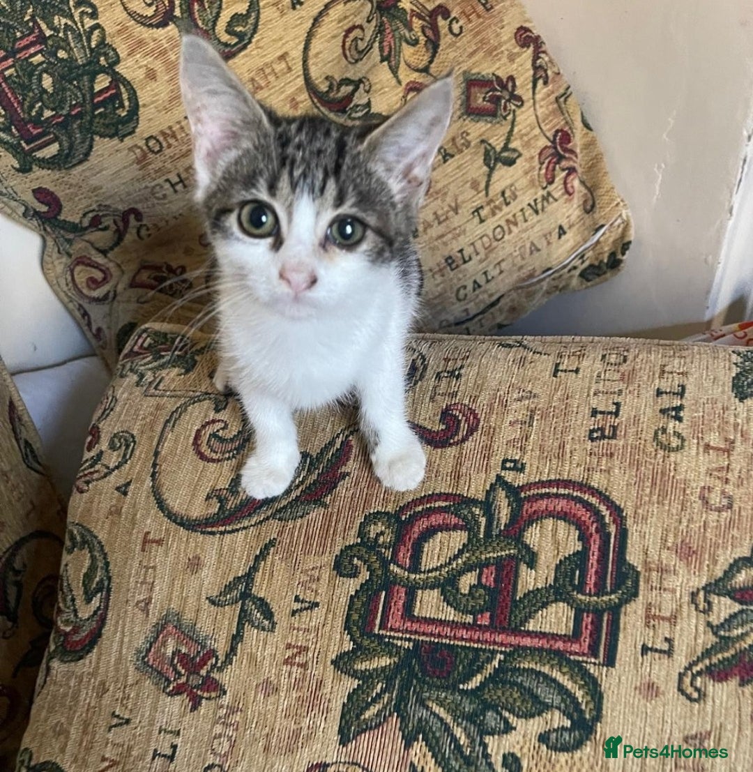 Mixed Breed cats for sale: Cute kittens for sale with goodie bag - Image 6