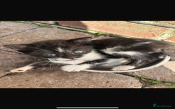 Mixed Breed cats for sale: Four beautiful kittens  - Image 4