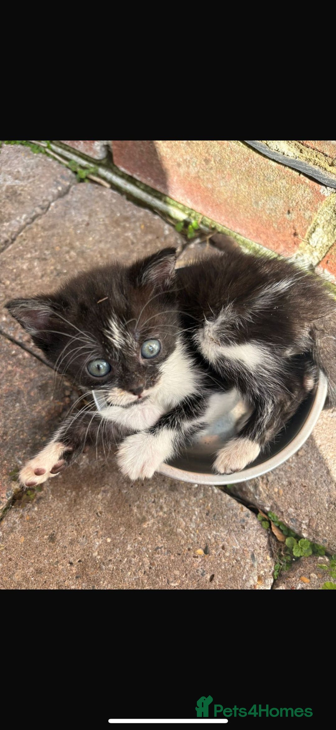 Mixed Breed cats for sale: Four beautiful kittens  - Image 4