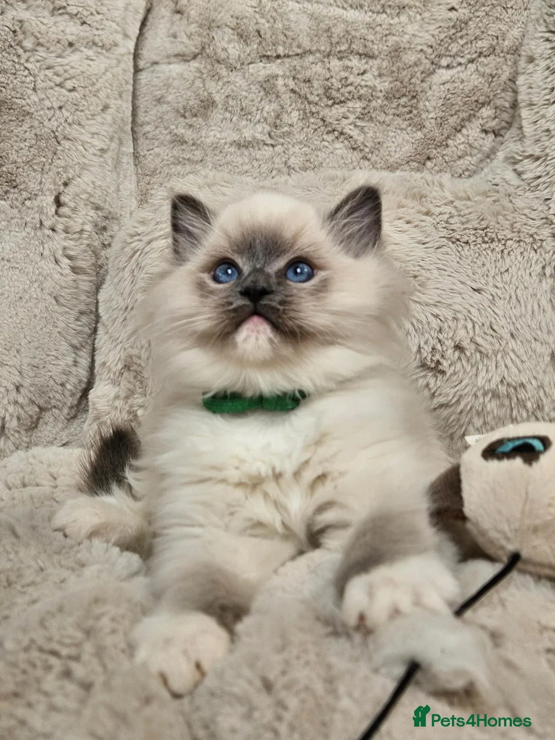 Ragdoll cats for sale: Pure Ragdoll Kittens Ready Leave Now  in Basildon - Advert 1