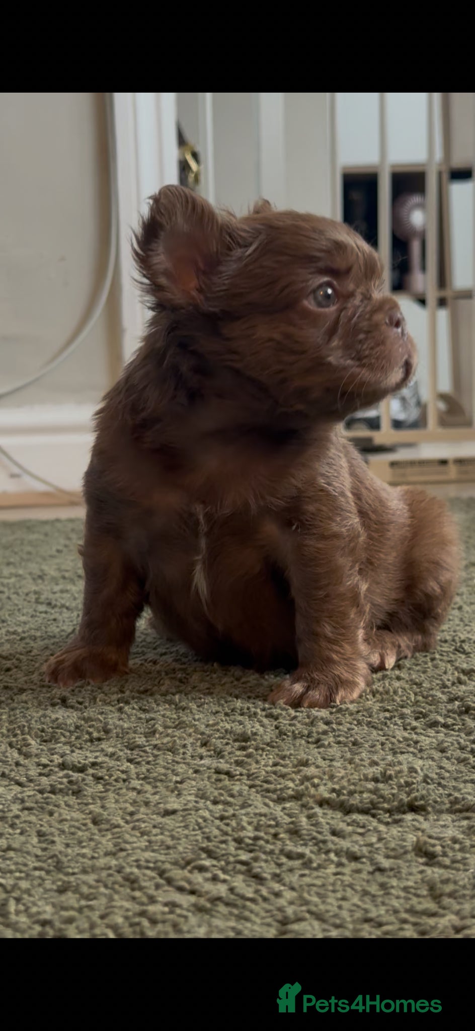 French Bulldog dogs READ INFO fluffy and carrier french bulldogs - Advert 1
