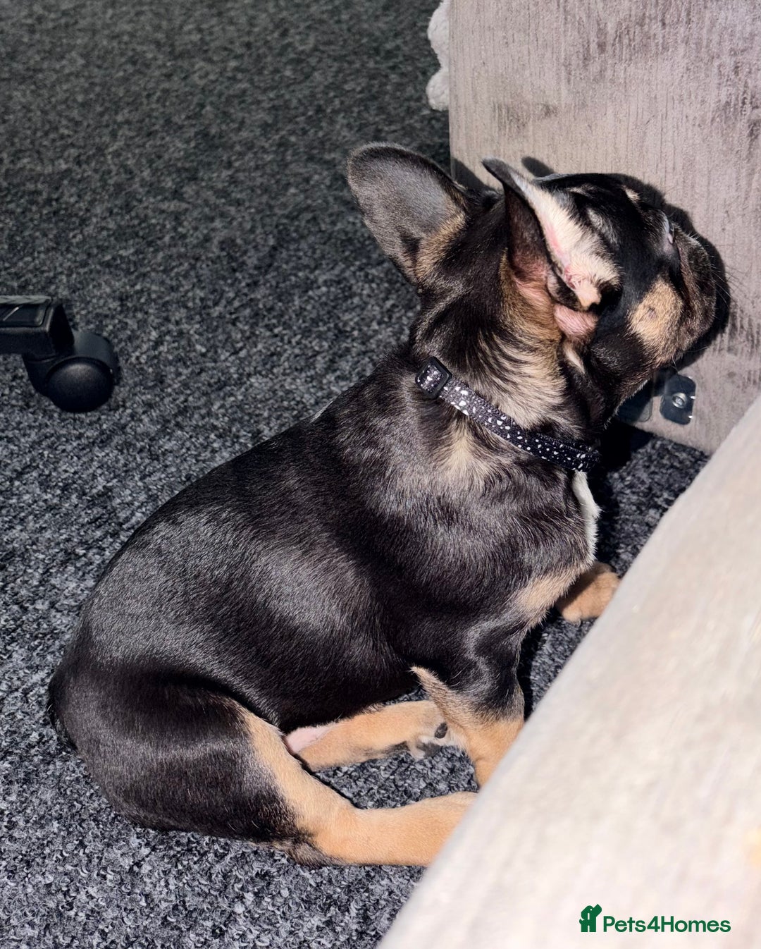 French Bulldog dogs for sale: French Bulldog KC Registered - 💕Female💕 - Advert 8