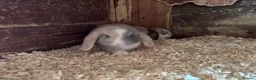Mini Lop rabbits for sale: 4 beautiful bunnies for sale  - Advert 18