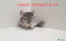 Chinchilla rodents for sale: STUNNING BABIES CHINCHILLA MIX COLOURS AND GENDER  - Image 7