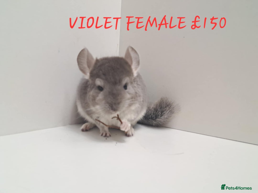 Chinchilla rodents for sale: STUNNING BABIES CHINCHILLA MIX COLOURS AND GENDER  - Image 7