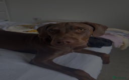 Mixed Breed dogs for sale: Vizsla cross cane corso  - Image 1