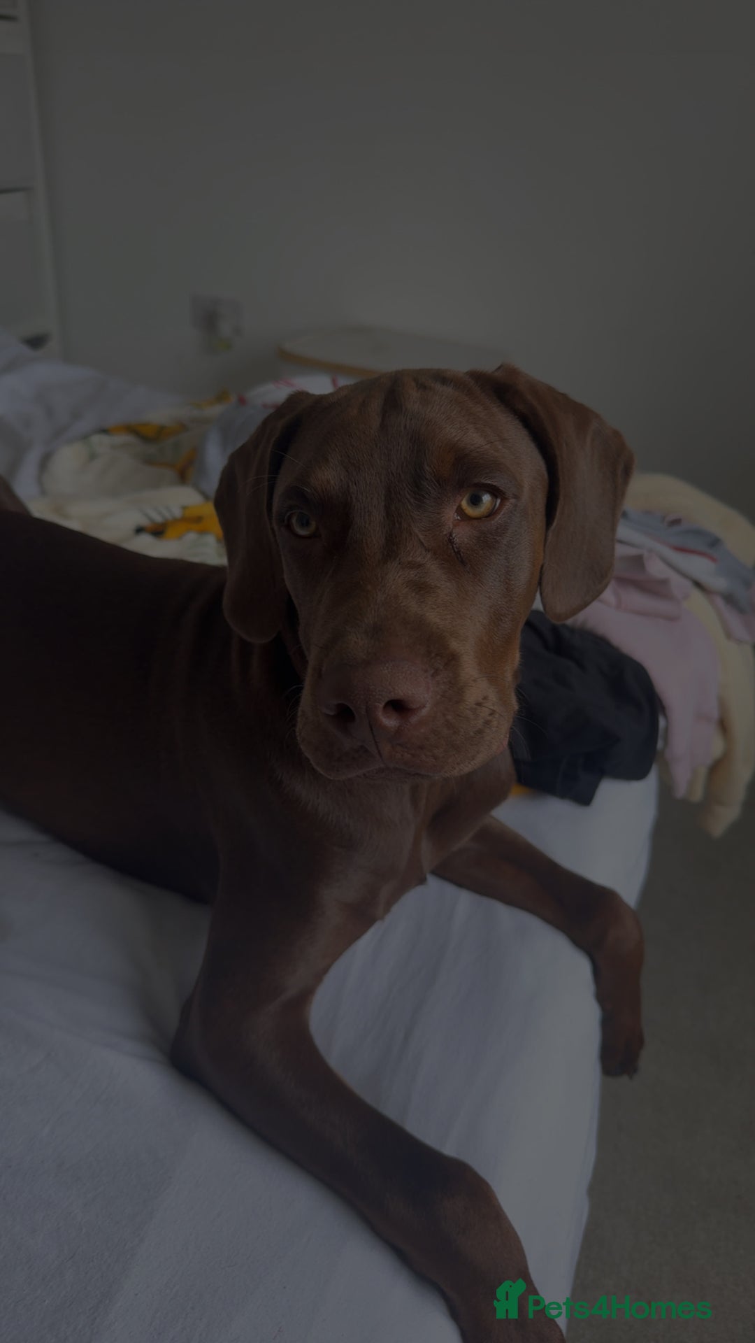 Mixed Breed dogs for sale: Vizsla cross cane corso  - Image 1