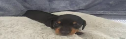 Miniature Dachshund dogs for sale: 1 boy black and tan minature left - Advert 4