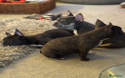 French Bulldog dogs for sale: French bulldog pups KC Reg - Image 18