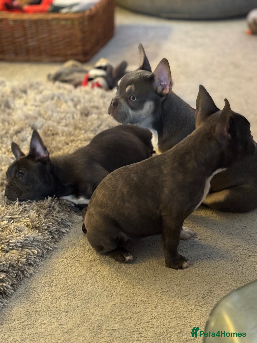 French Bulldog dogs for sale: French bulldog pups KC Reg - Image 18
