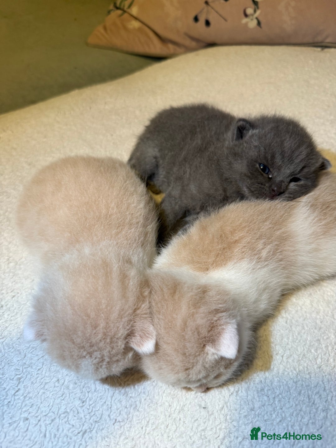 British Shorthair cats for sale: Handsome British Shorthair Kittens  - Image 4