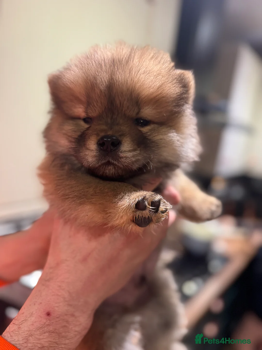 Chow Chow dogs for sale: BEAUTIFUL KC REG CHOW CHOWS FOR SALE 🥰🥰🥰🥰🥰🥰  - Advert 16