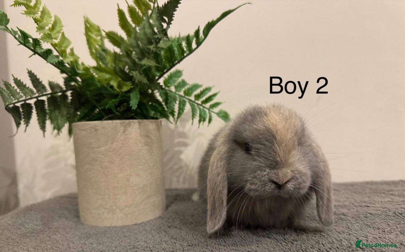 Mini Lop rabbits Stunning Mini Lops, Ready To Reserved🐰✨ - Advert 2