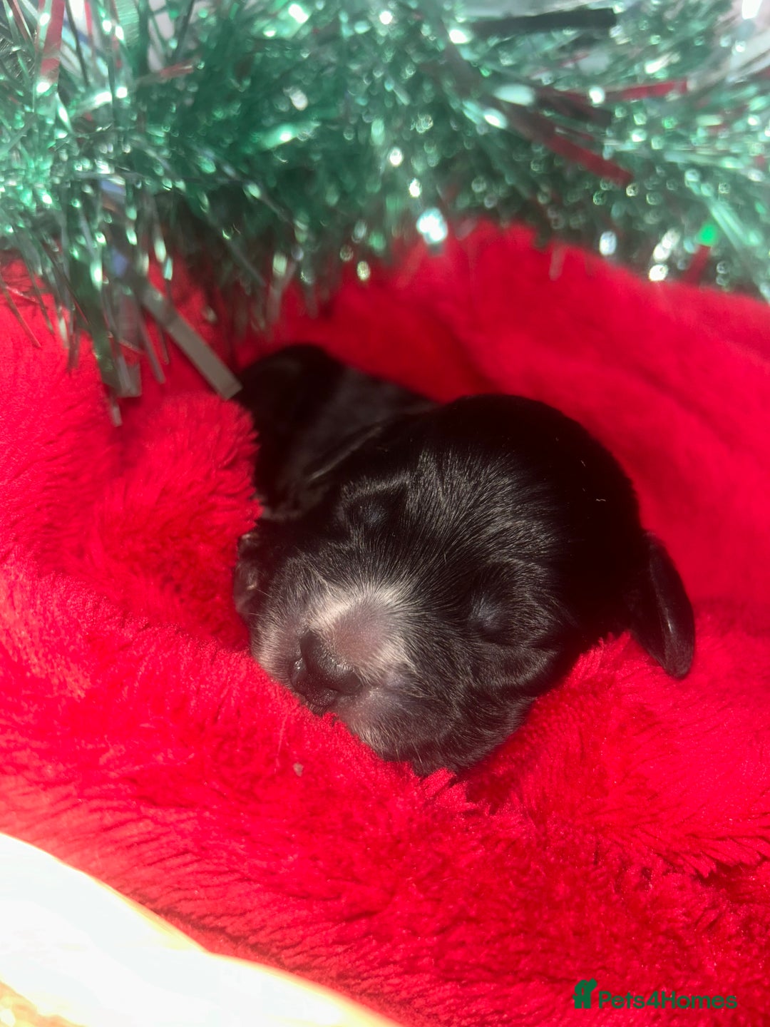 Cocker Spaniel dogs for sale: Cocker spaniel pups for sale  - Advert 14