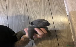 Staffordshire Bull Terrier dogs for sale: One girl left🩷 Staffordshire bull terrier pups - Image 6