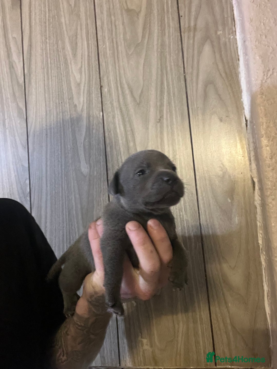 Staffordshire Bull Terrier dogs for sale: One girl left🩷 Staffordshire bull terrier pups - Image 6