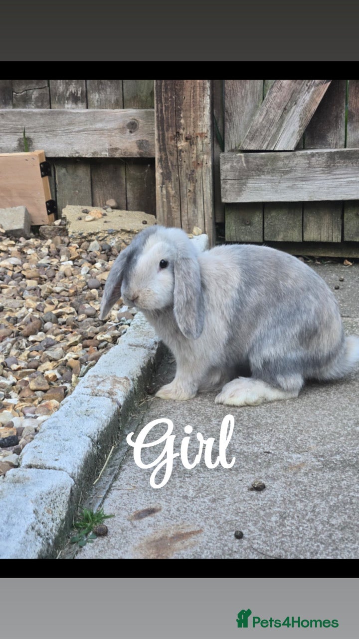 English Lop rabbits 9 week old lop bunnies 65 each or 2 for 120 - Advert 5