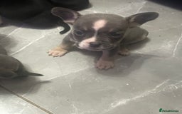 Mixed Breed dogs for sale: Frenchie x pocket bully  - Image 4
