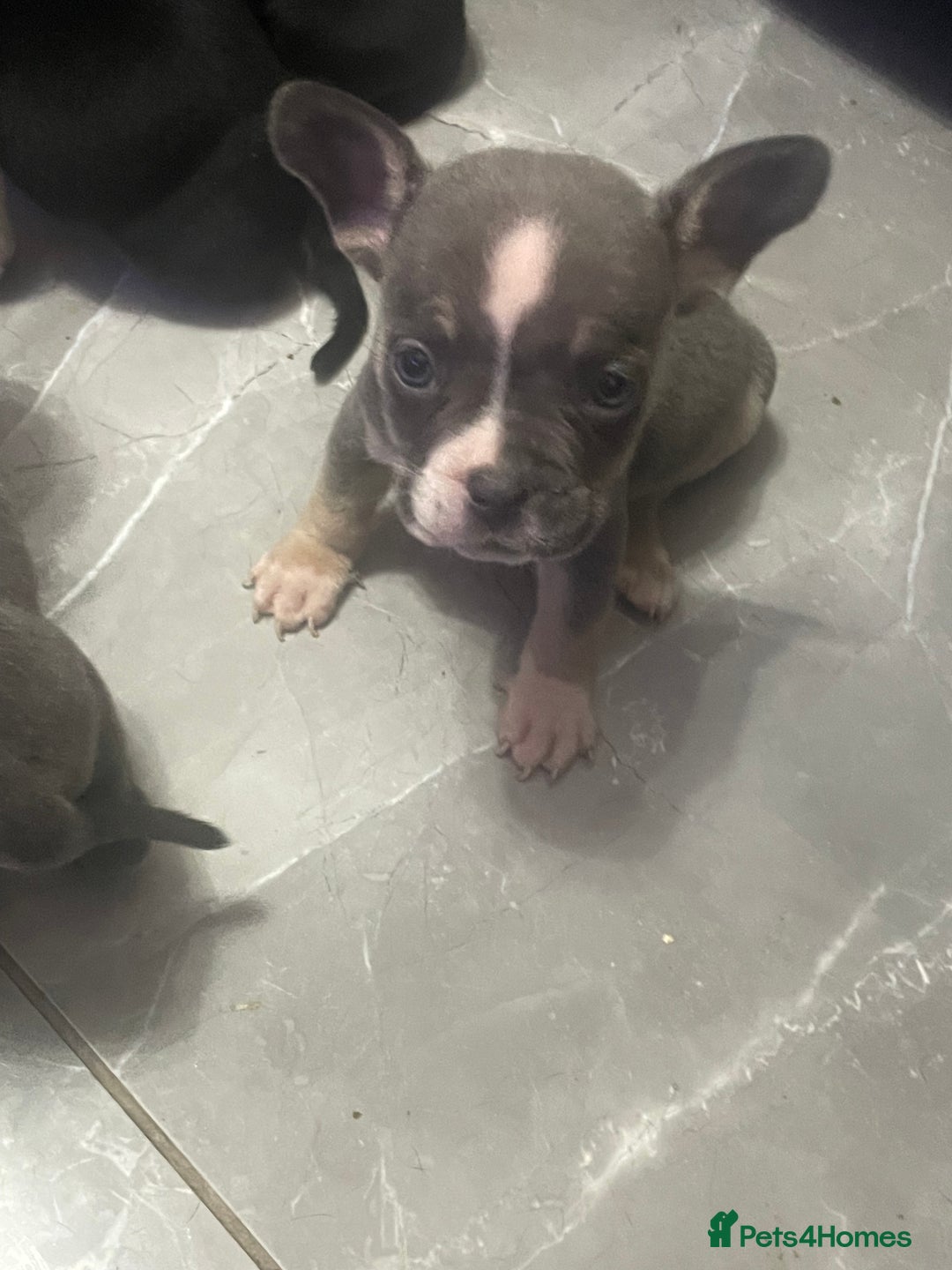 Mixed Breed dogs for sale: Frenchie x pocket bully  - Image 4