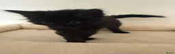 Mixed Breed cats for sale: Black kitten - Advert 5