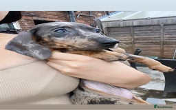 Miniature Dachshund dogs for sale: ONE GIRL LEFT! Gorgeous miniature dachshunds  - Image 1
