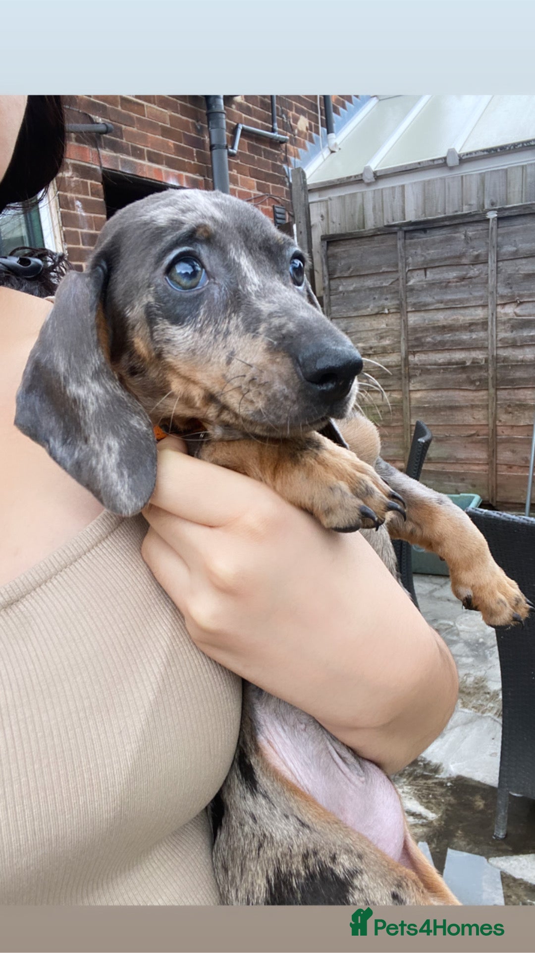 Miniature Dachshund dogs for sale: ONE GIRL LEFT! Gorgeous miniature dachshunds  - Image 1