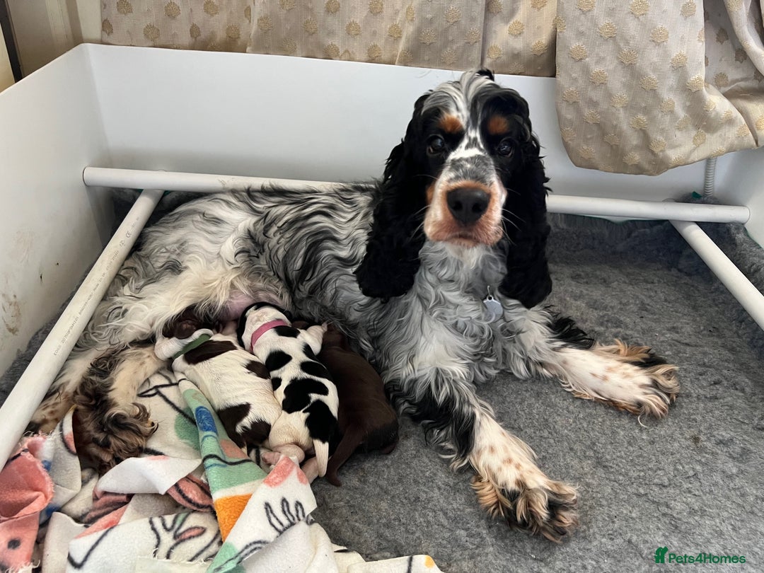 Cocker Spaniel dogs for sale: Beautiful Show Cocker Babies - Image 11