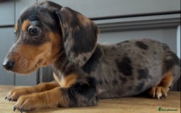 Dachshund dogs for sale: Ready Now, Male Black and Tan Dachshund  - Image 23