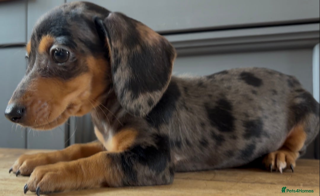 Dachshund dogs for sale: Ready Now, Male Black and Tan Dachshund  - Image 23