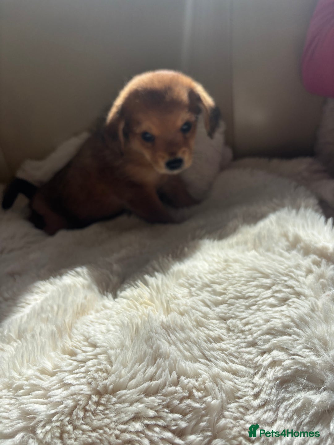 Shih Tzu dogs for sale: Shih tzu cross Yorkshire terrier - Image 20