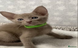 Oriental cats for sale: Oriental X Siamese  - Image 4