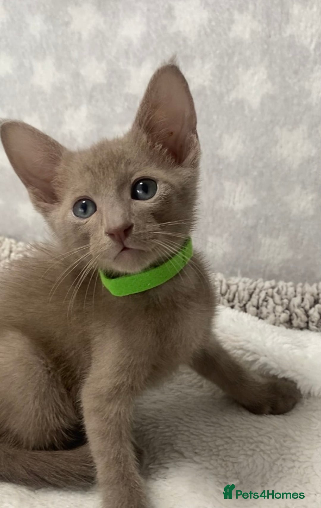 Oriental cats for sale: Oriental X Siamese  - Image 4
