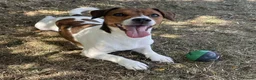 Jack Russell dogs for sale: Stunning litter of true short legged Jack russels  - Advert 9