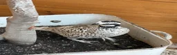 Quail poultry for sale: Snowflake Bobwhite Quail  - Advert 2
