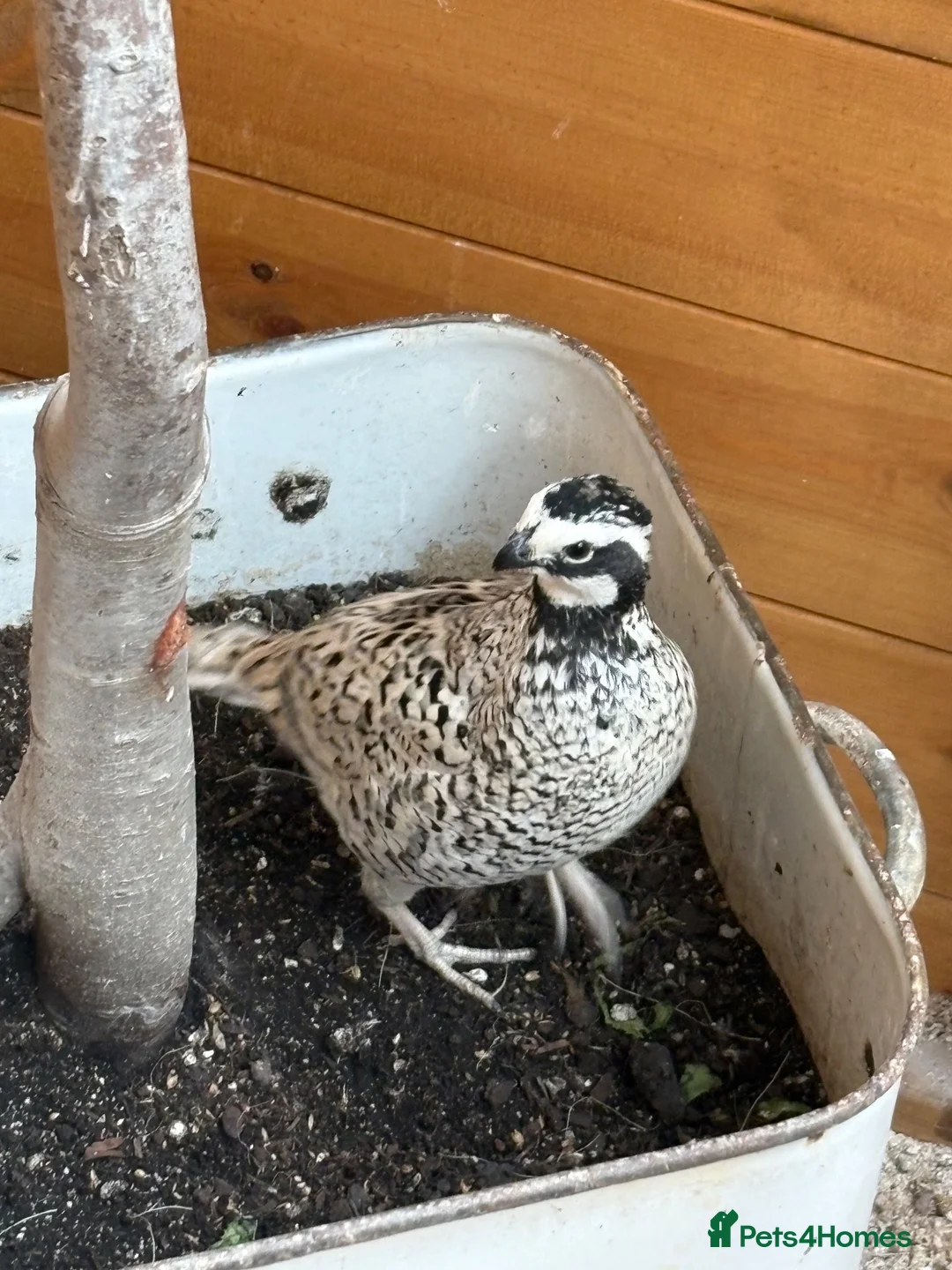 Quail poultry for sale: Snowflake Bobwhite Quail  - Advert 2