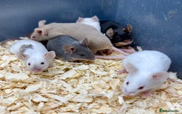 Mouse rodents for sale: Fancy Mice - Standard, Rex, Double Rex (Hairless)  - Image 10