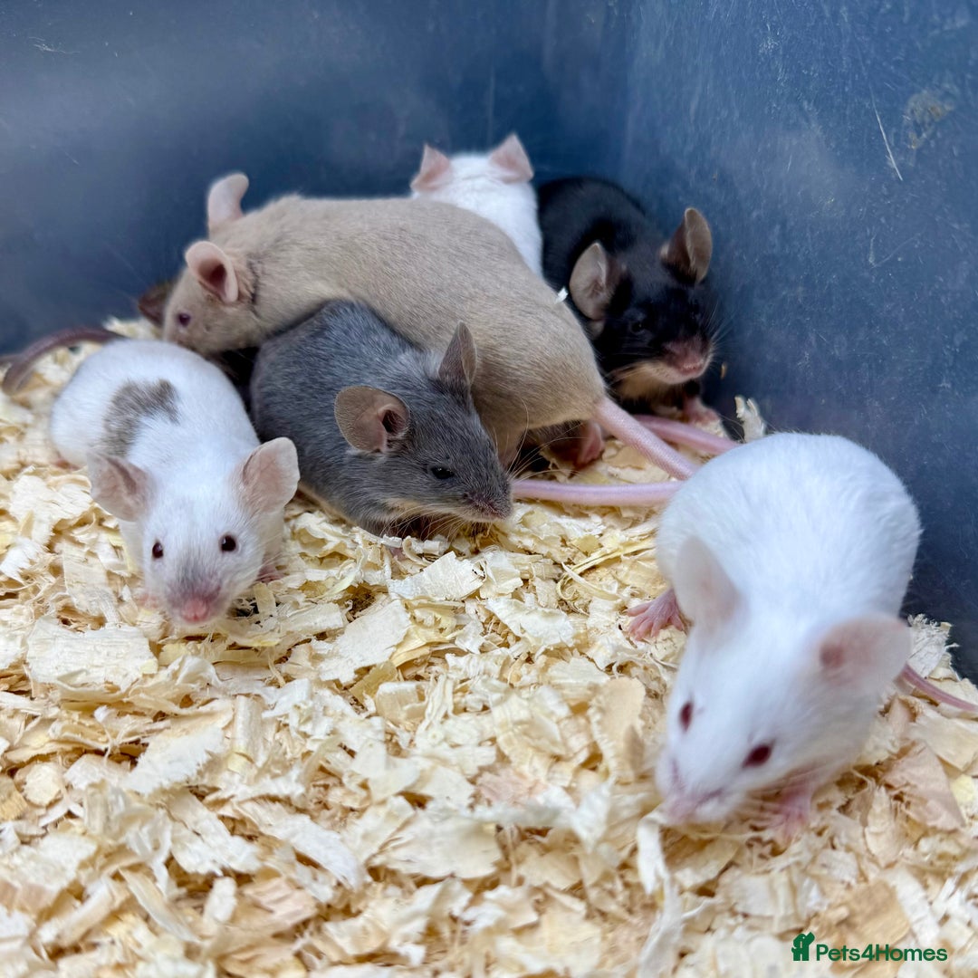 Mouse rodents for sale: Fancy Mice - Standard, Rex, Double Rex (Hairless)  - Image 10