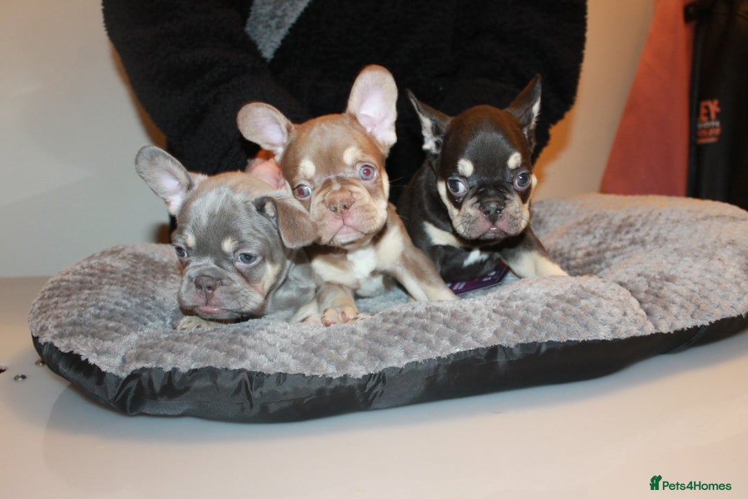 French Bulldog dogs for sale: ULTRA RARE - RAINBOW LITTER NON FLUFFY FRENCHIES - Advert 2