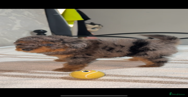 Pomapoo dogs - Advert 7
