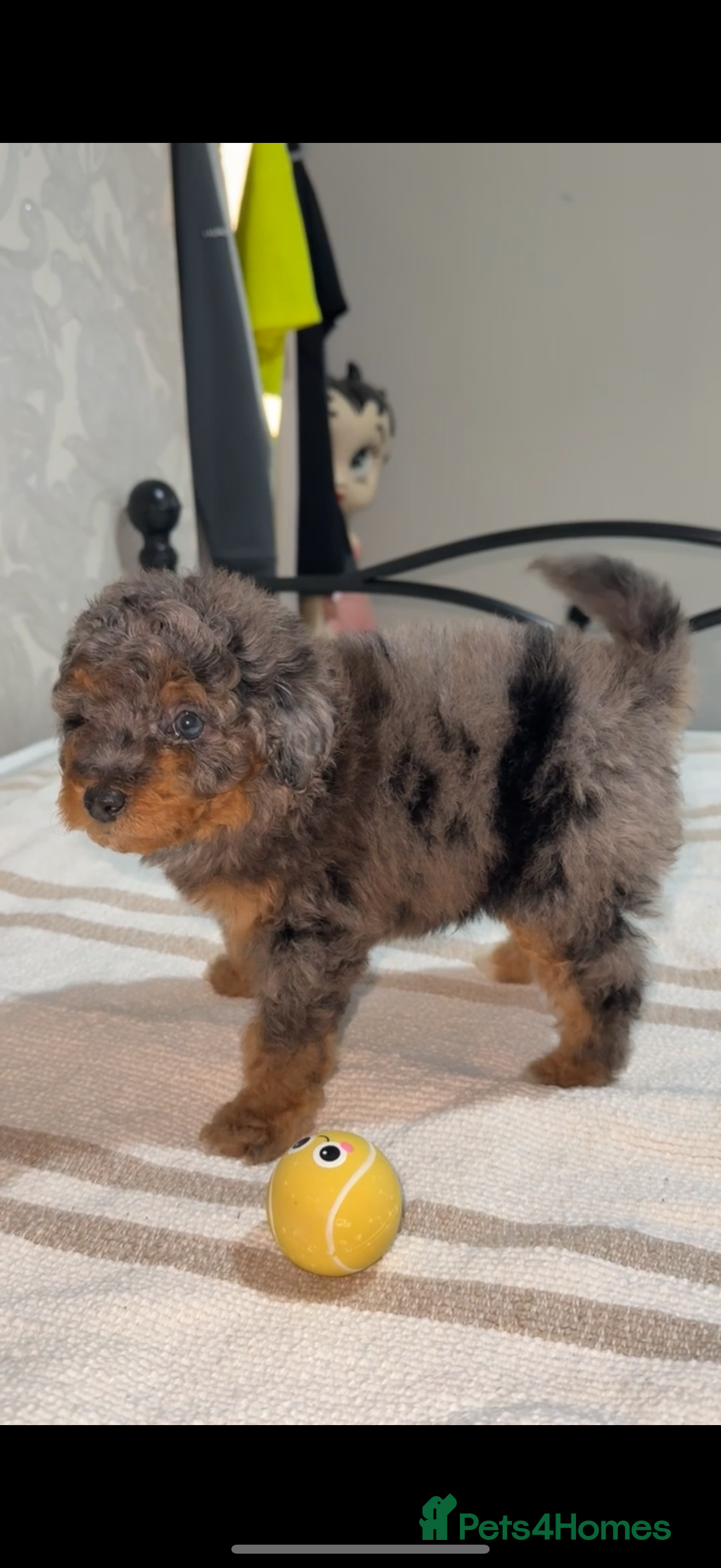 Pomapoo dogs for sale: 4 Beautiful Puppies - 3 Boys🩵 - 1 Girl🩷  - Image 3
