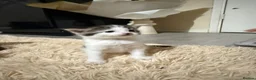 Domestic Shorthair cats for sale: 4 Beautiful Kittens in Wolverhampton - Advert 2