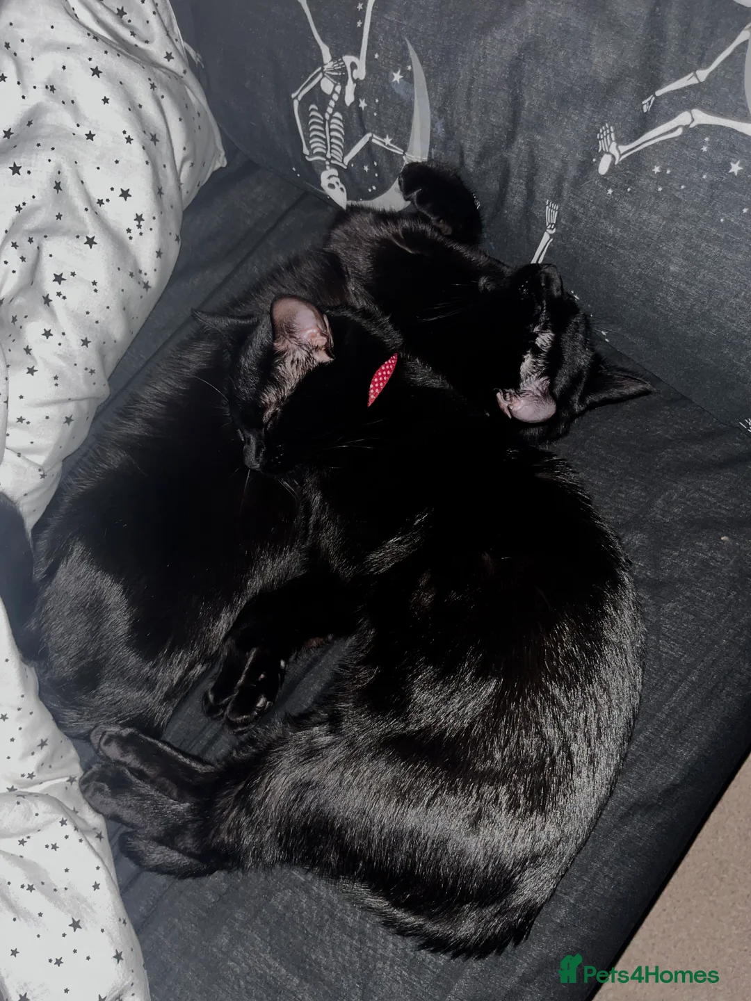 Bombay cats for sale: 2 x two-year-old bombay males - Advert 9