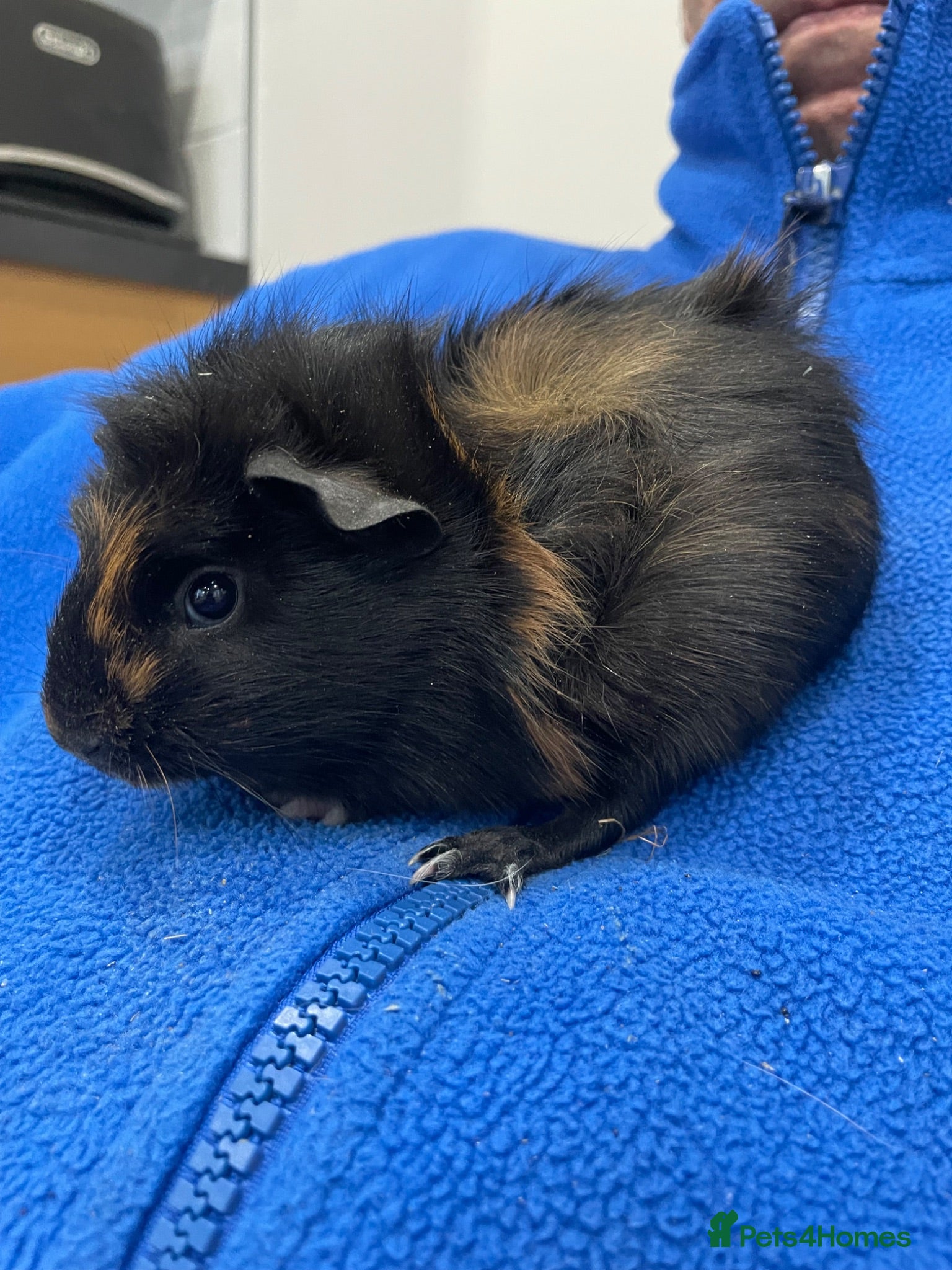 Guinea Pig rodents Gorgeous mixed breed Boy Guinea Pigs - Advert 2