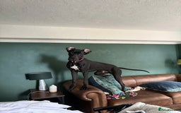 Great Dane dogs for sale: Male Dane - Advert 3