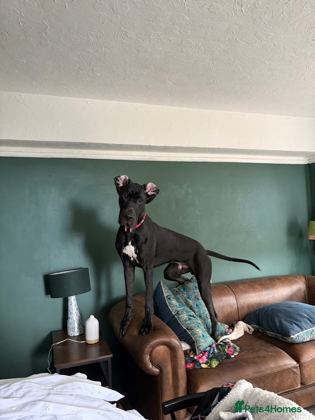Great Dane dogs for sale: Male Dane - Advert 3