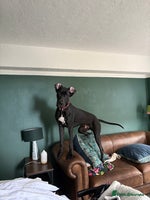 Great Dane dogs Male Dane - Advert 8