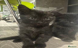 Mixed Breed cats for sale: Long haired girl fluffy Kittens  - Image 14