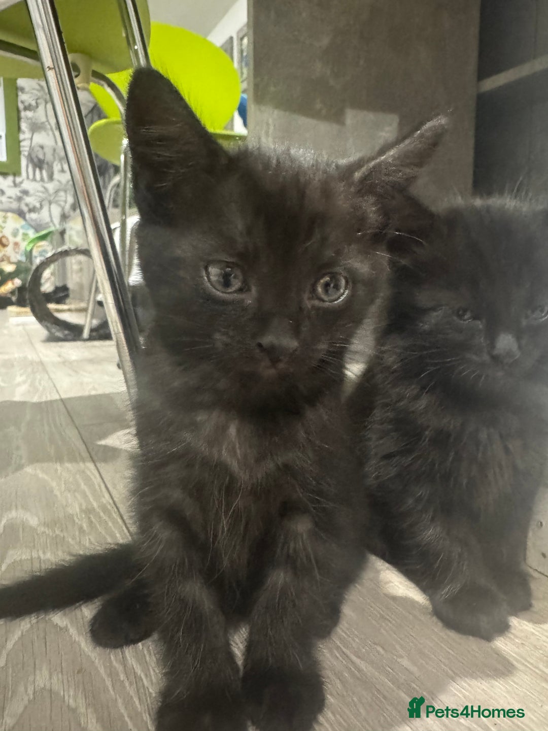 Mixed Breed cats for sale: Long haired girl fluffy Kittens  - Image 14